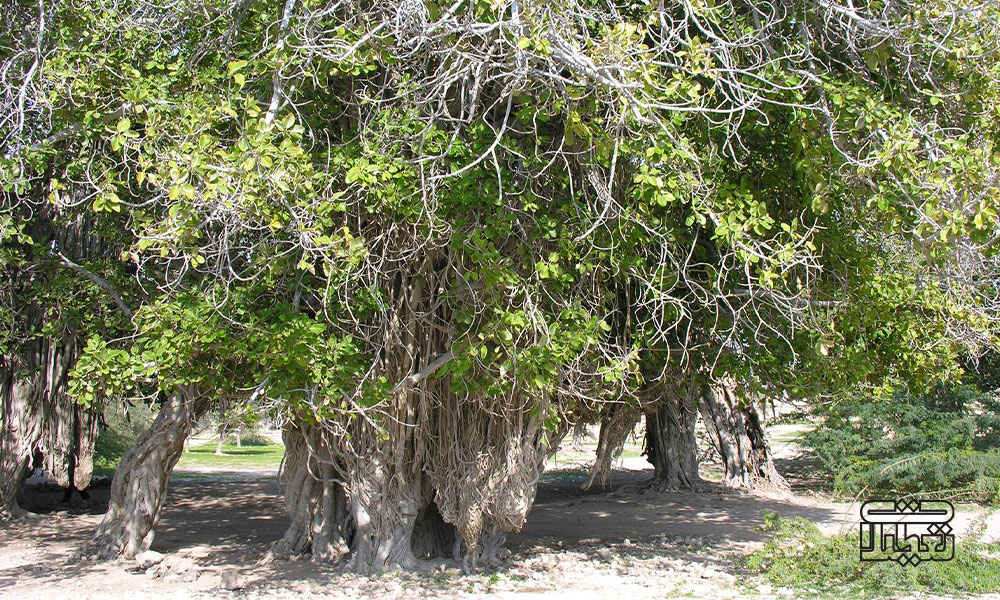درخت سبز کیش | جاذبه ای کهنسال در دل جزیره ای زیبا