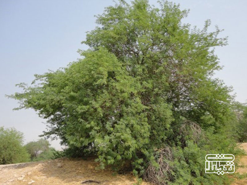 درخت کهور در کیش