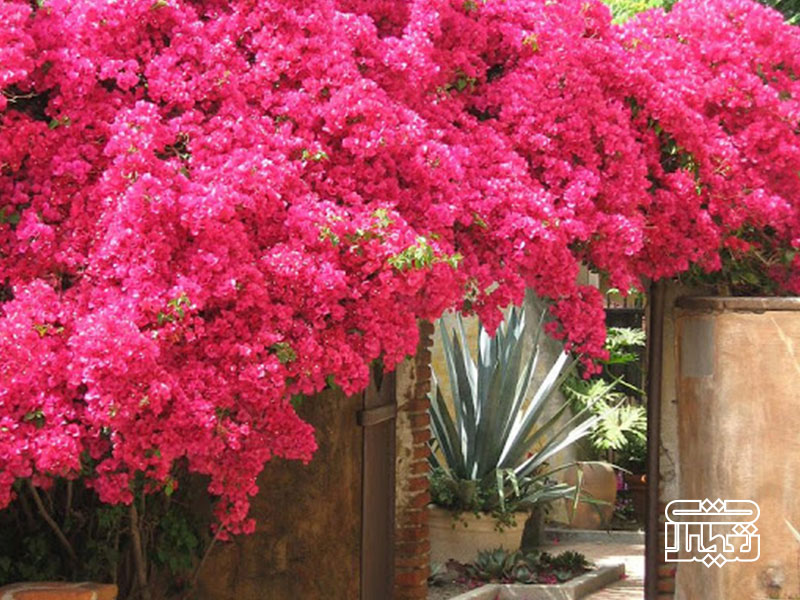 گل کاغذی در کیش
